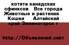 котята канадских сфинксов - Все города Животные и растения » Кошки   . Алтайский край,Змеиногорск г.